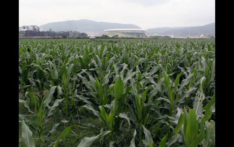 Quieren prohibir la liberación de estos granos genéticamente modificados en la totalidad del territorio.  /