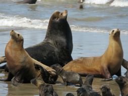 Las hembras adultas tienen una cría cada temporada reproductiva. ID  /