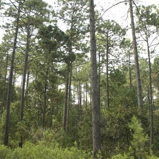 Certifican empresa jalisciense por Manejo Sustentable de Bosques