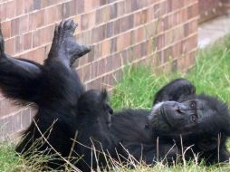 El NIH suspenderá temporalmente las becas a la investigación que implique el uso de chimpancés. ARCHIVO  /