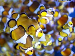 Contar con miembros no formados en el grupo puede ayudar a contrarrestar ese efecto. EFE  /