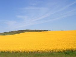 Jalisco han mostrado una concentración de 44% de aceite, en comparación con el índice de 40% que se tiene en Canadá.  /