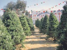 Los Estados de México, Puebla, Veracruz, Hidalgo y Morelos concentran la producción nacional de árboles de Navidad. NTX  /