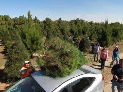 Un árbol de navidad natural es además de una idea fresca, una idea ecológica. ARCHIVO  /