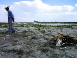 Las zonas afectadas en Jalisco por la falta de lluvias son la región Norte y la de Los Altos. ARCHIVO  /