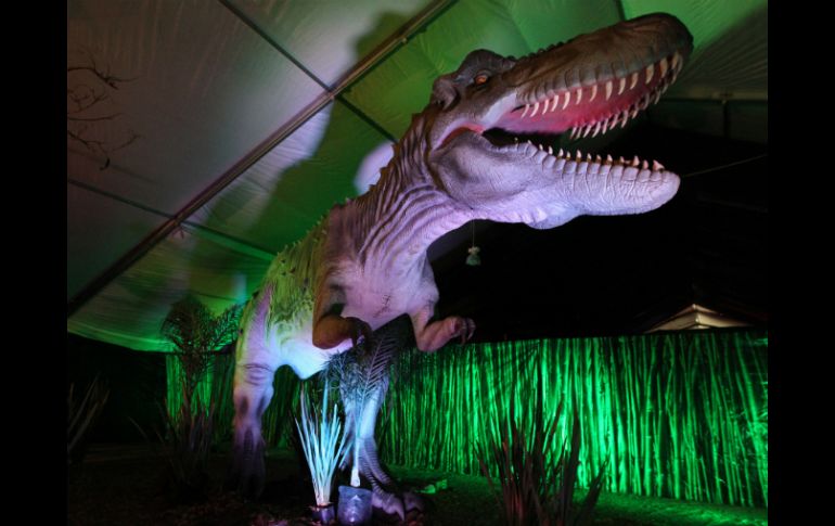 Una de las mayores atracciones: el Tiranosaurio Rex, con una medida de seis por 13 metros.  /
