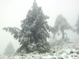 Esta fuente ácida dominante sobre los bosques boreales se debe con gran probabilidad a la oxidación de sus compuestos orgánicos.  /