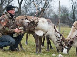 El caribú de Norteaméroca ha pasado de 385 mil animales en 2001 a unos 50 mil ejemplares en la actualidad. EFE  /