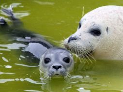 La caza de focas practicada por Canadá ha sido duramente criticada por organizaciones de defensa de derechos animales. ARCHIVO  /