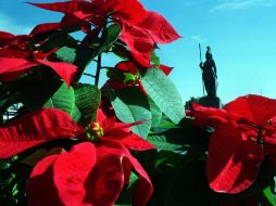Oriunda de regiones tropicales de México.  /