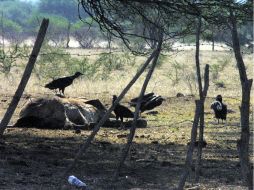 El fondo sería de 10 mil millones de pesos para atender daños por sequías en 19 estados. ARCHIVO  /