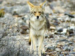 El Instituto de Biología de la UNAM es el responsable de resguardar esta colección. ESPECIAL  /