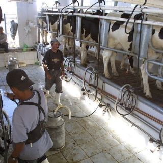 Sube el precio de la leche pasteurizada