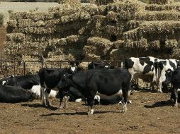 El estado Jalisco manifestó su interés en acceder los recurses del Fonden para atender el abastecimiento de agua potable. ARCHIVO  /