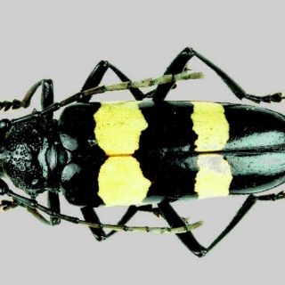 Unas 53 nuevas especies fueron descubiertas en Costa Rica en 2011