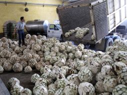 El campo agavero tuvo impacto negativo de un precio caído para el mezcal tequilero, el panorama se complicó por el disparo de plagas.  /