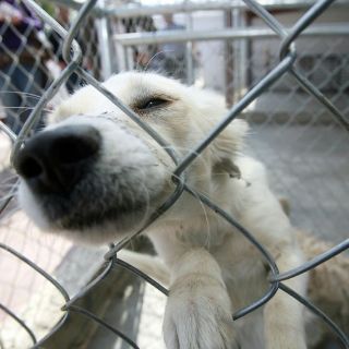 Guadalajara regulariza control y protección de animales