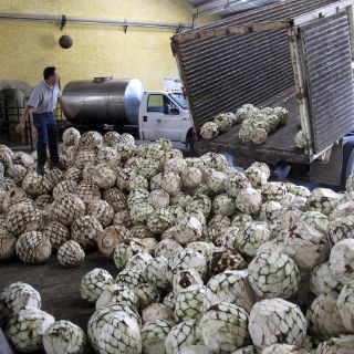 Tequileros demandan regular uso del vocablo “agave”