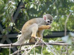 'Banana Sam' es el nombre del pequeño simio.  /