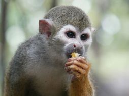 Se había ofrecido una recompensa de 5 mil dólares a quien regresara al mono ardilla a salvo.  /