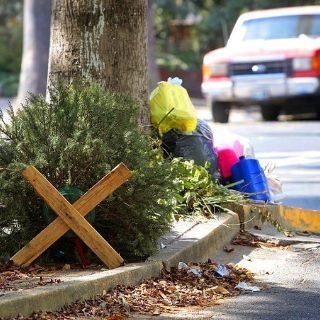 Comienza la campaña de recolección de árboles de Navidad