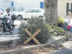 Los árboles de Navidad se aprovechan con su reciclaje en composta.  /