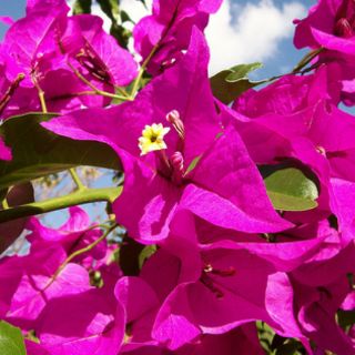 Biólogo designa especie en memoria de primera circunnavegante Jeanne Baret