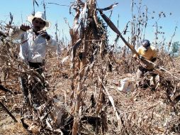 Las heladas han contribuido a que muera más la vegetación. EL UNIVERSAL  /