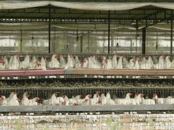 Los huevos procedentes de gallinas recluidas en jaulas en batería convencionales serán coloreados. ARCHIVO  /