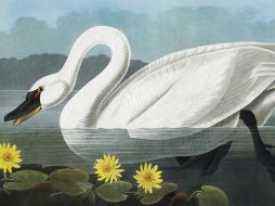 Una imagen proporcionada por Christie's muestra un cisne común de América. AP  /