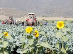 Desastres como sequías, heladas e inundaciones han afectado al sector agrícola de 20 estados de la República. ARCHIVO  /
