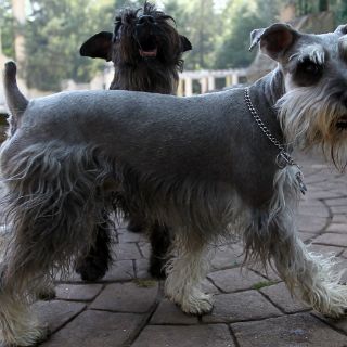 ''Bella'' se convierte en el nombre más popular para perros y gatos