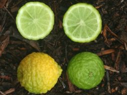 Hasta la fecha no hay un cítrico que sea resistente a la patología de Huanglongbing. ID  /