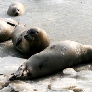 La falta de hielo pone en peligro la supervivencia de las focas