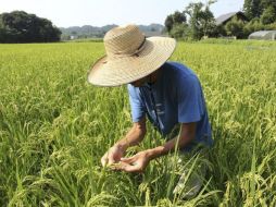Los agricultores esperan los resultados de las pruebas que se han realizado en sus cultivos. EFE  /