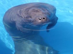 Se registraron más muertes de estos animales por el síndrome de estrés por frío. EFE  /