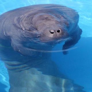 Al menos 453 manatíes murieron en 2011 en Florida