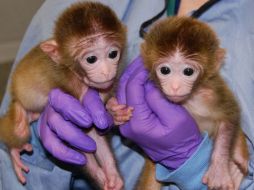 En la imagen se muestran 'Roku y Hex' que ahora son el resultado del esfuerzo científico. EFE  /