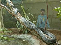 La inversión de ambas atracciones oscilará entre un millón 800 mil y dos millones de pesos. ARCHIVO  /