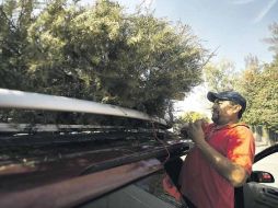 Del mismo modo en que fueron comprados, los dueños de los arbolitos los llevan a los puestos de reciclaje atados en el techo de su auto  /