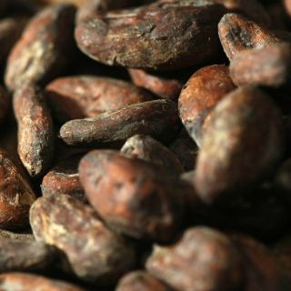Inicia proyecto para producir cacao en costas nayaritas