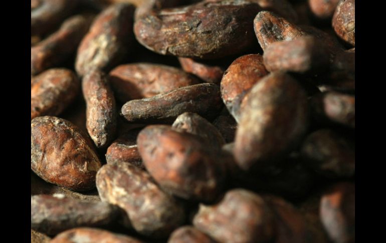 El proyecto iniciará con la plantación de mil hectáreas de cacao de la variedad criolla.  /