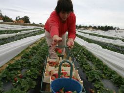 Las investigaciones han concluido en que es muy efectivo eliminando microorganismos y malas hierbas. EFE  /