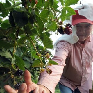 Debe crecer producción interna de alimentos: CNA