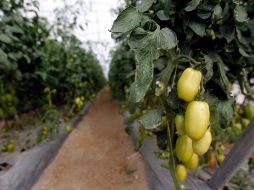 Resaltan que la intención es dotar de conocimientos para producir cultivos de manera eficaz.  /