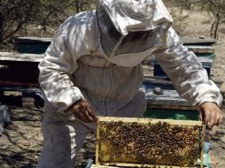 La petición del gremio apícola supone apoyos por 15 millones de pesos para la compra urgente de  900 toneladas de miel.  /