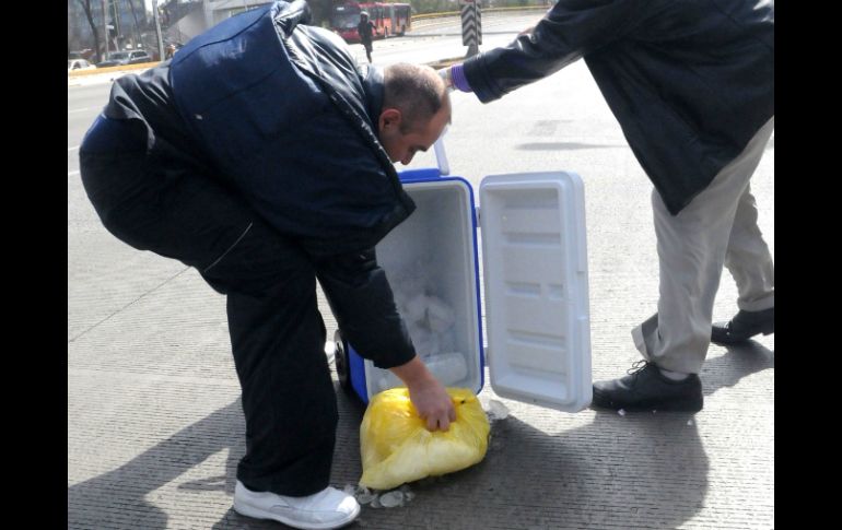 De inmediato los especialistas lo recogieron y colocaron dentro de la hielera.EL UNIVERSAL  /