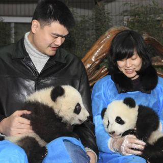 Pandas gigantes regresan a su habitat