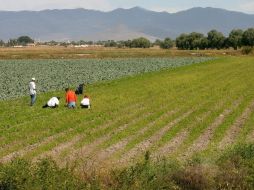 El mejor aprovechamiento de recursos hidrológicos detona en actividades económicas de los sectores agrícola, pecuario y acuícola.  /
