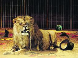 Los Leones Negros buscarán pesar como locales para el Clausura 2012. ESPECIAL  /